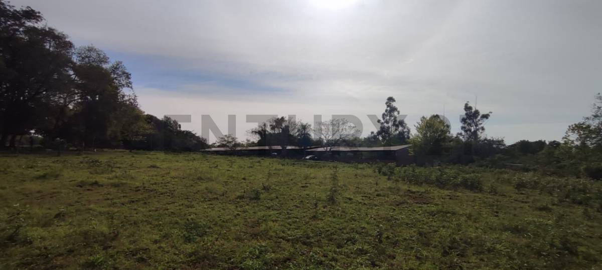 Granja Porcina — foto 1