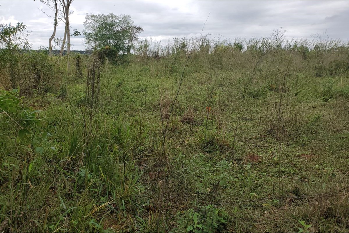 ¡Oportunidad única de inversión en terreno residencial sin habitar en Maracana, Curuguaty, Canindeyú! Este magnífico ter — foto 1