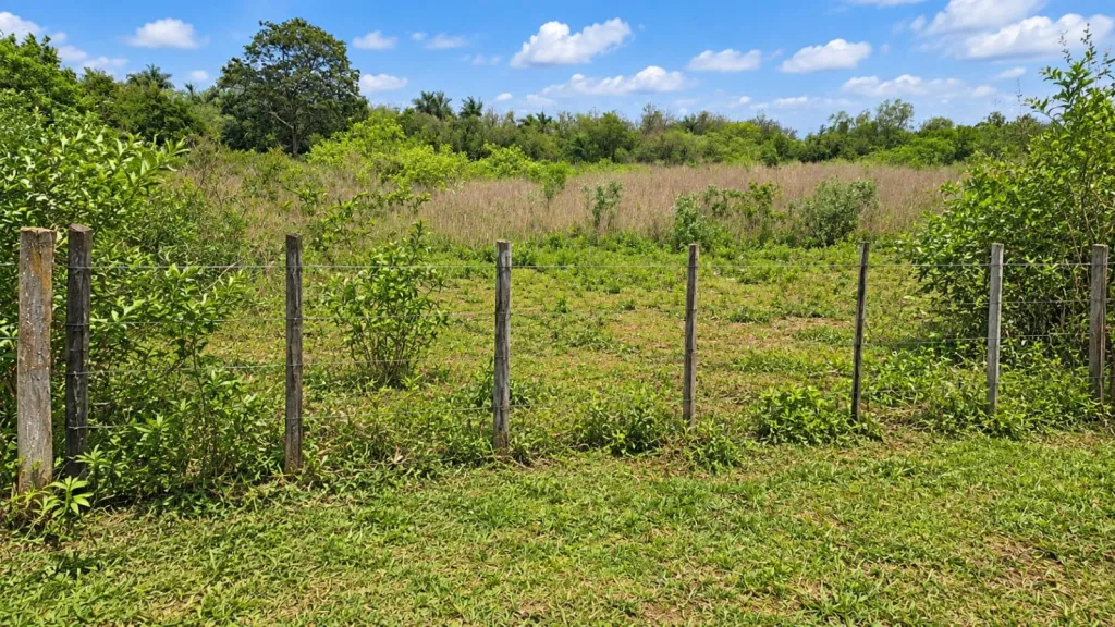 VENDO CAMPO DE 6 HECTAREAS EN VYRAUNGUA - CAAGUAZU — foto 1