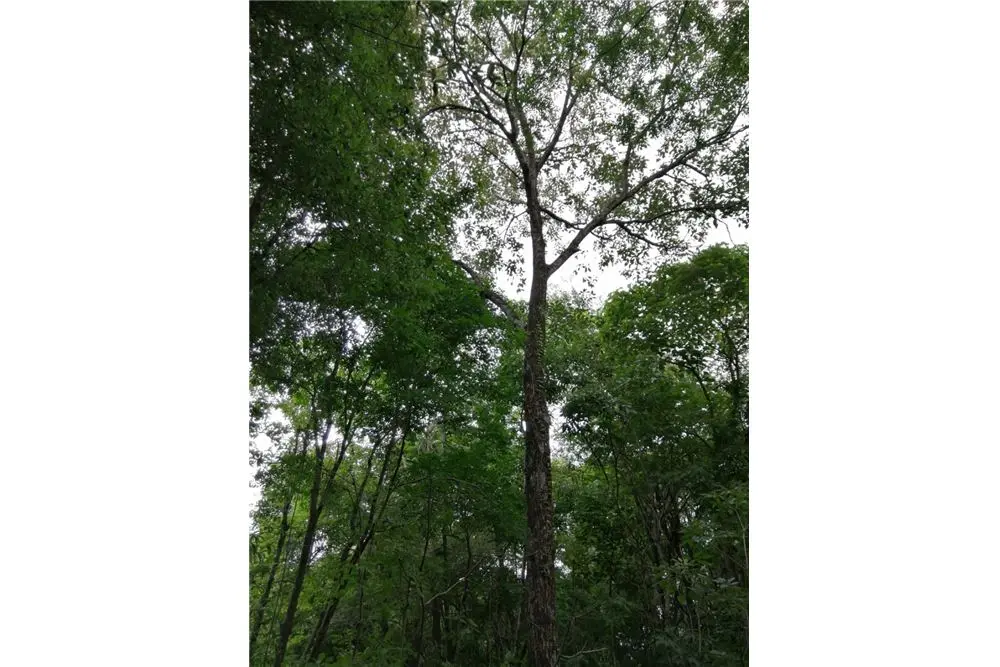 750 m2 de terreno a 13 km de Encarnacion — foto 1